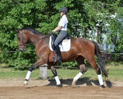 dressage horse Papagallo 4 (Trakehner, 2010, from Hirtentanz 2)