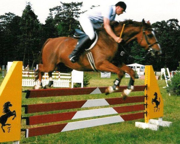 Pferd Jamur (Deutsches Sportpferd, 1990, von Janussek)