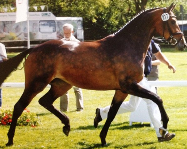 broodmare Contess ST (Westphalian, 2006, from Cornet Obolensky)
