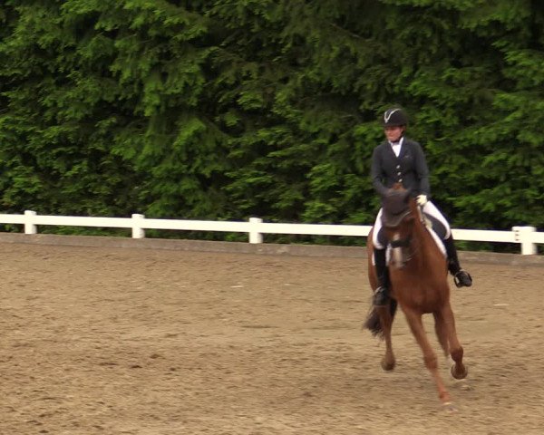 Reitturnier Halver 2019