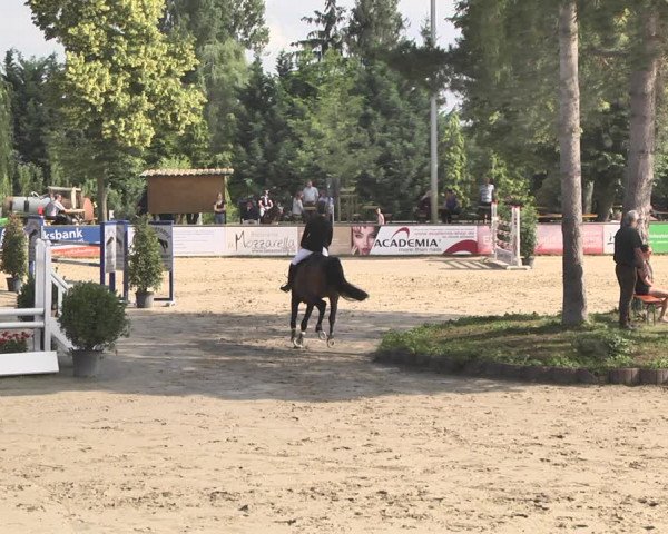 Reitturnier Viernheim 2019