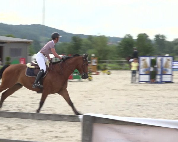 Reitturnier Hitzkirch 2019