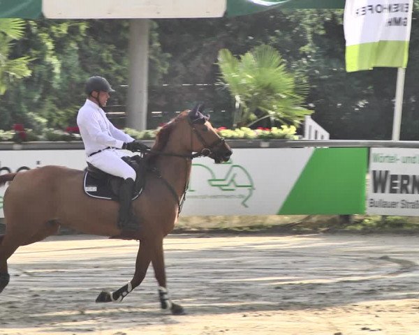 Reitturnier Viernheim 2019
