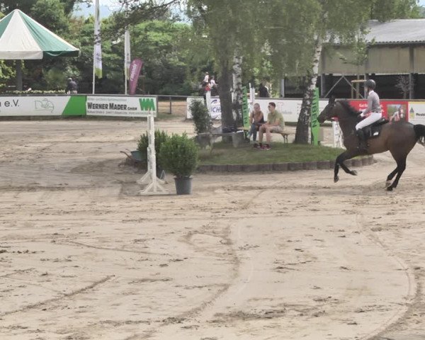 Reitturnier Viernheim 2019
