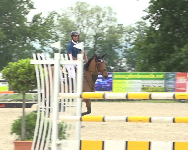 Reitturnier Hitzkirch 2019