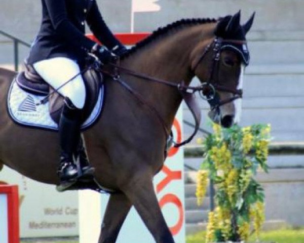 broodmare Sea Coast B52 F Z (Zangersheide riding horse, 2008, from Bamako de Muze)