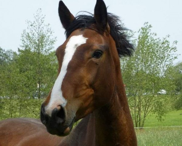 horse Astoria (German Sport Horse, 2010, from Askano)