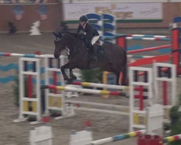Springpferd Charity 43 (Westfale, 2010, von Congress)