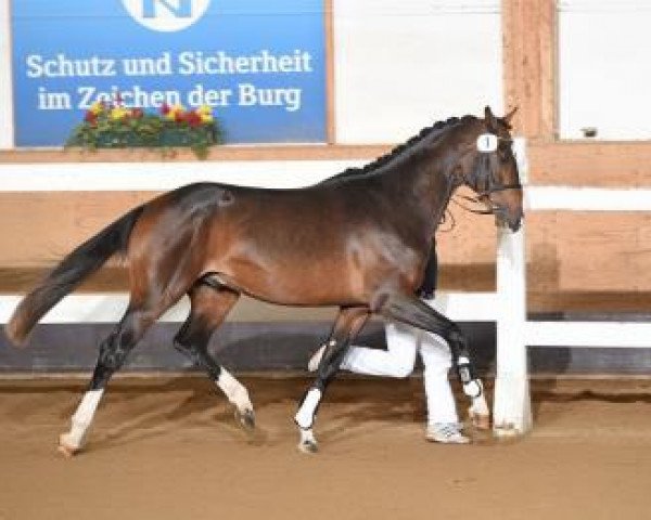 horse Alaba (Bavarian, 2014, from Ampère)