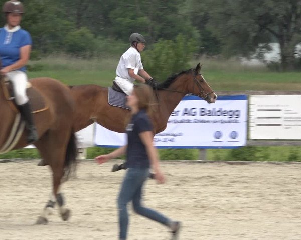 Reitturnier Hitzkirch 2019