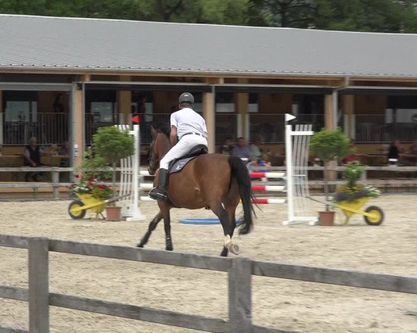 Reitturnier Hitzkirch 2019
