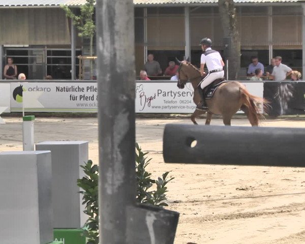 Reitturnier Viernheim 2019
