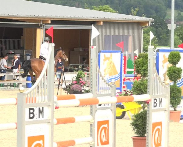Reitturnier Hitzkirch 2019