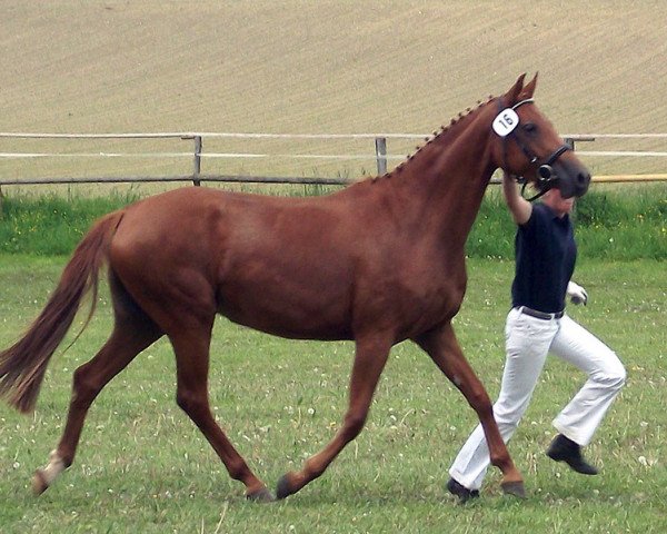 broodmare Polly Swing (Bavarian, 2009, from Tannenhof's London Swing)