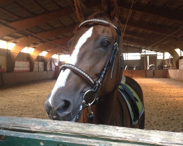 broodmare Laura (Hanoverian, 1997, from Lancier)