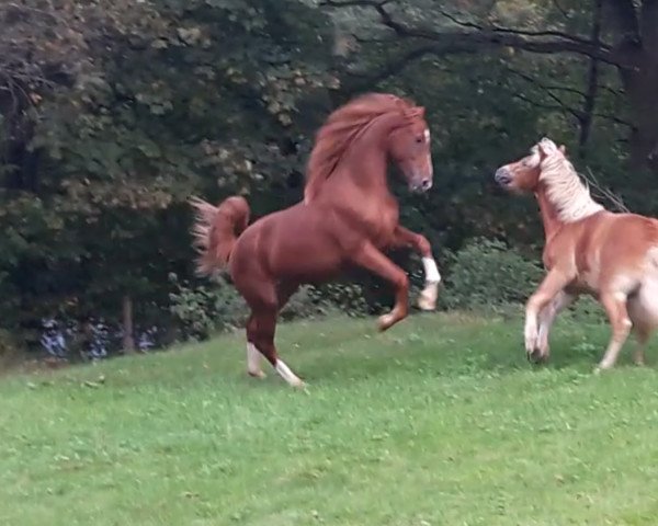horse Denver S (Westphalian, 2015, from Dankeschön)