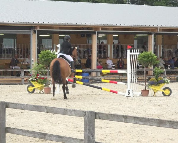 Reitturnier Hitzkirch 2019