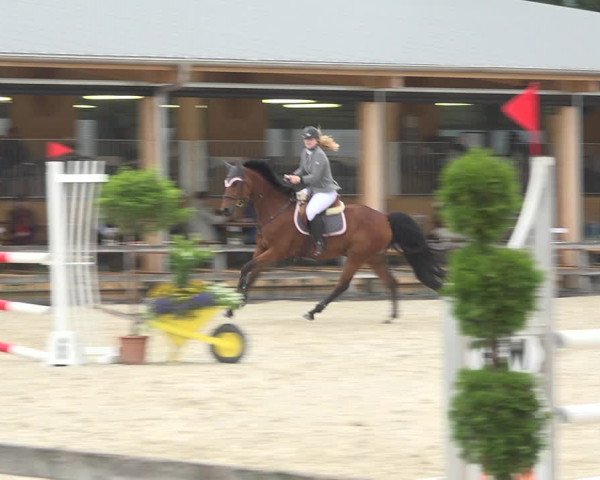 Reitturnier Hitzkirch 2019