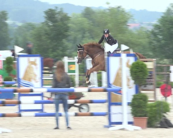 Reitturnier Hitzkirch 2019