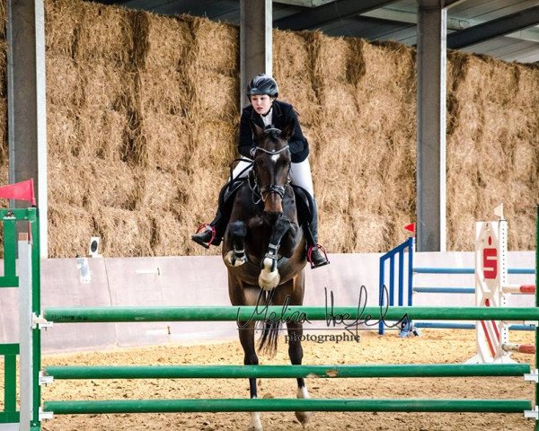 jumper Edora M (KWPN (Royal Dutch Sporthorse), 2009, from Berlin)