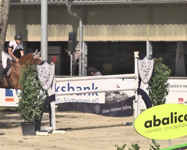 Reitturnier Viernheim 2019