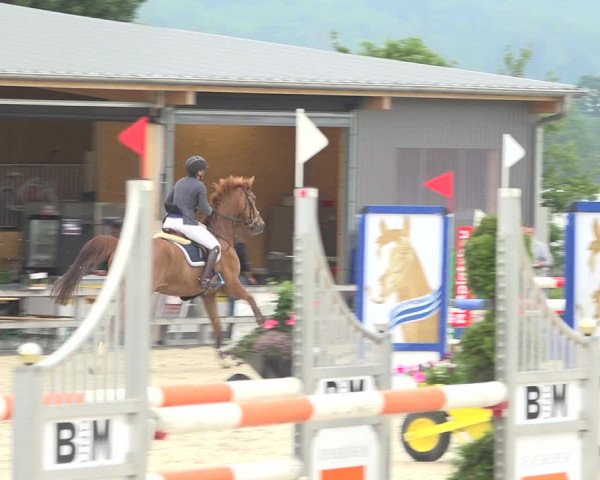 Reitturnier Hitzkirch 2019