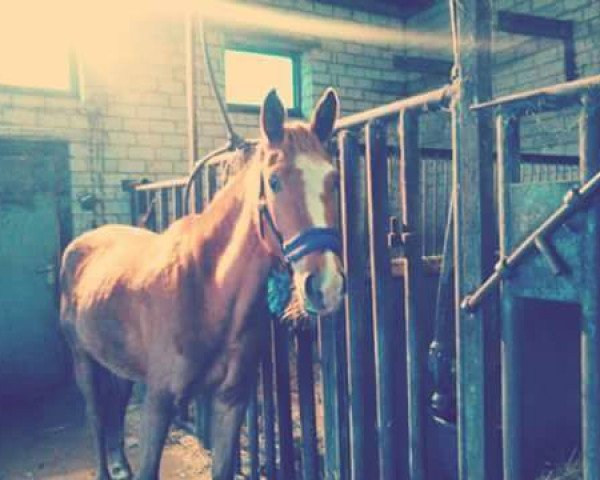 broodmare Little Amy von Sunshine (Holländisches riding ponies, 2010)