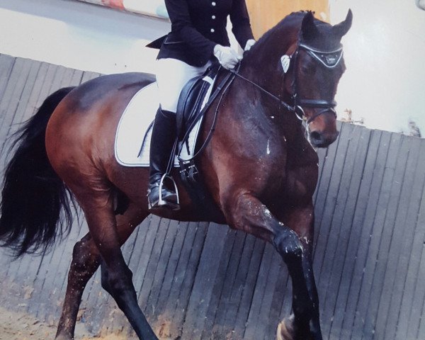 dressage horse Carry Boy 3 (Hanoverian, 2005, from Carry Gold)