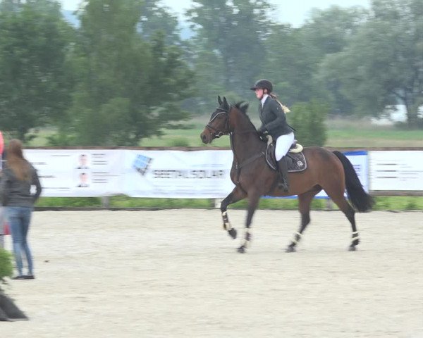 Reitturnier Hitzkirch 2019
