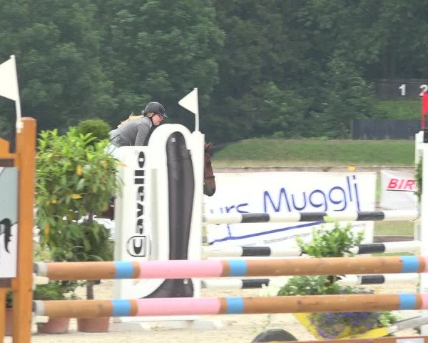 Reitturnier Hitzkirch 2019