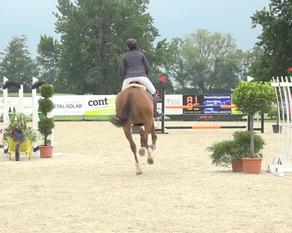 Reitturnier Hitzkirch 2019