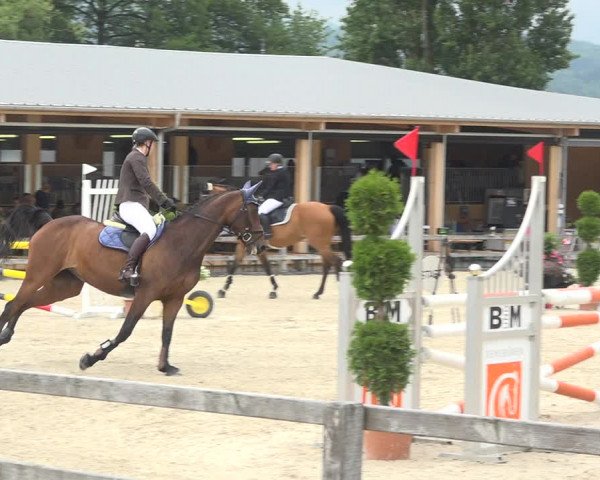 Reitturnier Hitzkirch 2019