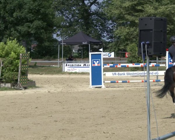 Reitturnier Coesfeld 2019