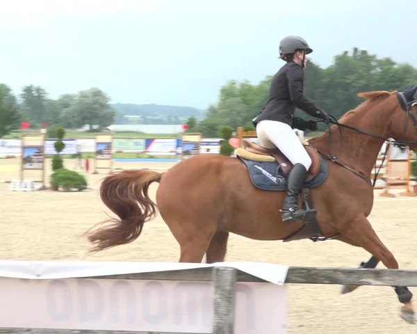Reitturnier Hitzkirch 2019