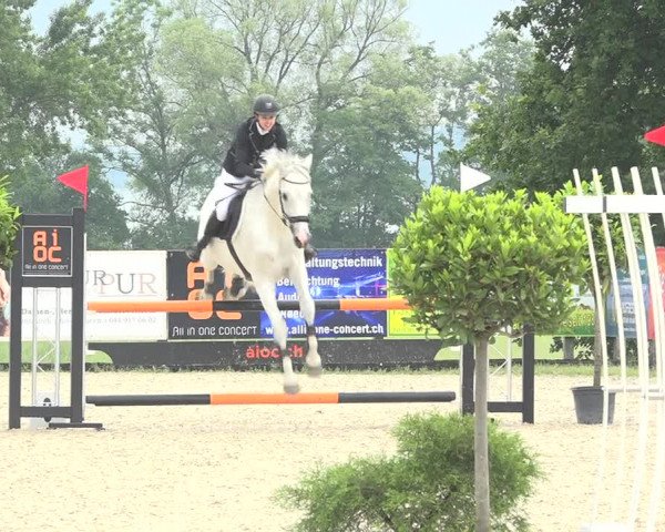 Reitturnier Hitzkirch 2019