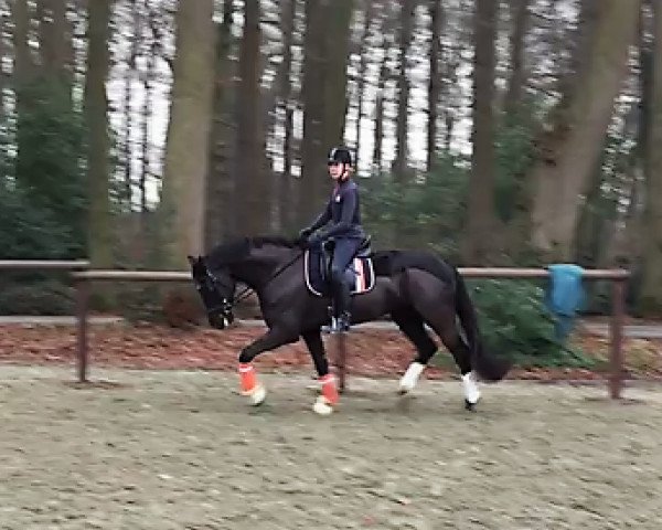 dressage horse De Condero (Westphalian, 2011, from De Kooning)