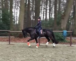 dressage horse De Condero (Westphalian, 2011, from De Kooning)