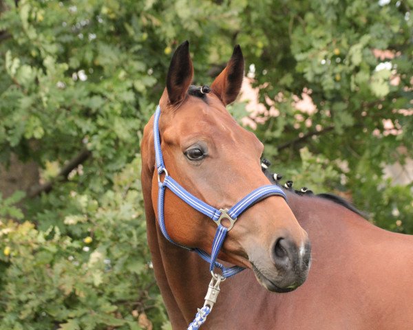 dressage horse Five O'Clock (Hanoverian, 2009, from Florencio I)