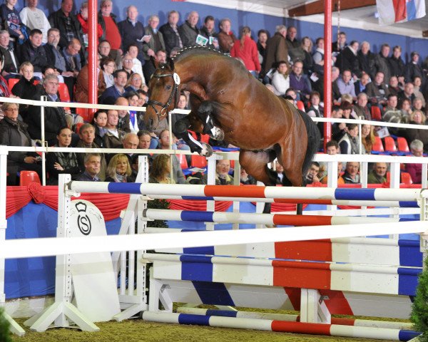 stallion Calitendro 2 (Oldenburg show jumper, 2009, from Calido I)