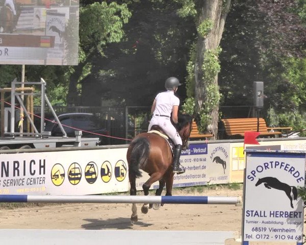 Reitturnier Viernheim 2019