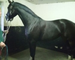 broodmare Smilla 118 (Oldenburg, 2013, from San Amour I)