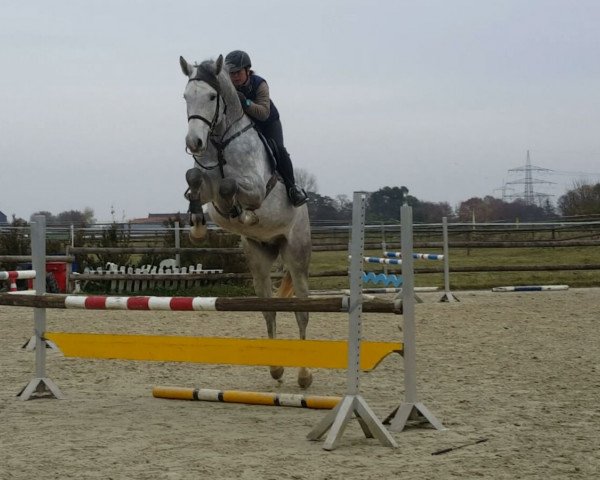 jumper Clouso Z (Zangersheide riding horse, 2012, from Clintissimo 197 FIN) jumper Clouso Z (Zangersheide riding horse, 2012, from Clintissimo 197 FIN)
