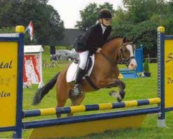 dressage horse Beukenhof's Jeroen (Nederlands Welsh Ridepony, 1997, from Zonneweide's Nico)