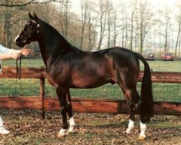 Deckhengst Beukenhof's Jordy (Nederlands Welsh Ridepony, 1995, von Orchard d'Avranches)