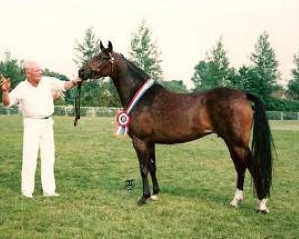 broodmare Beukenhof's Sabina (Nederlands Welsh Ridepony, 1990, from Downland Folklore)