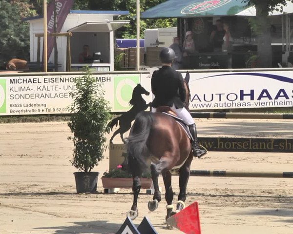 Reitturnier Viernheim 2019
