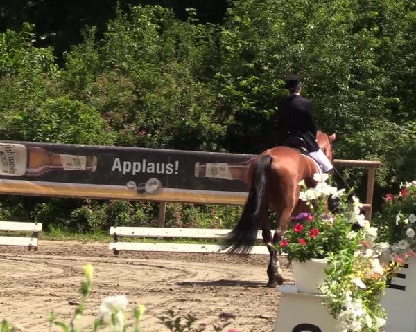 Reitturnier Hanerau-Hademarschen 2019