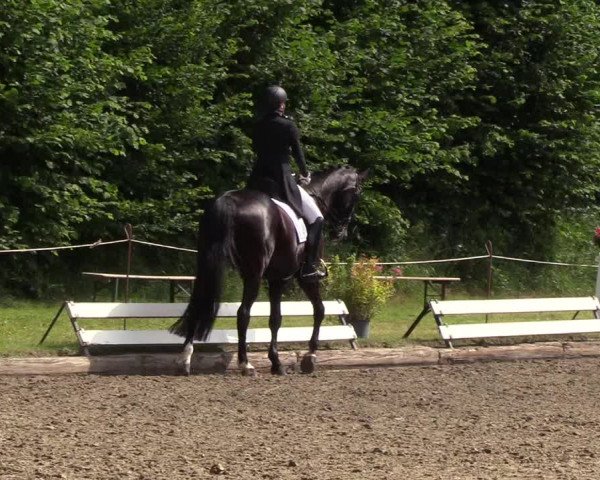 Reitturnier Hanerau-Hademarschen 2019