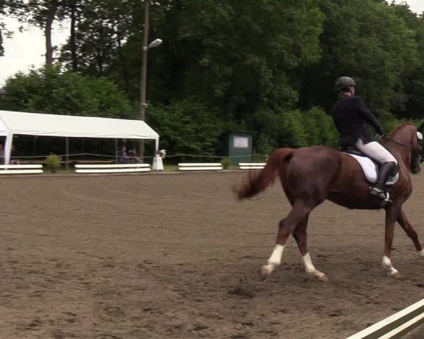 Reitturnier Hanerau-Hademarschen 2019