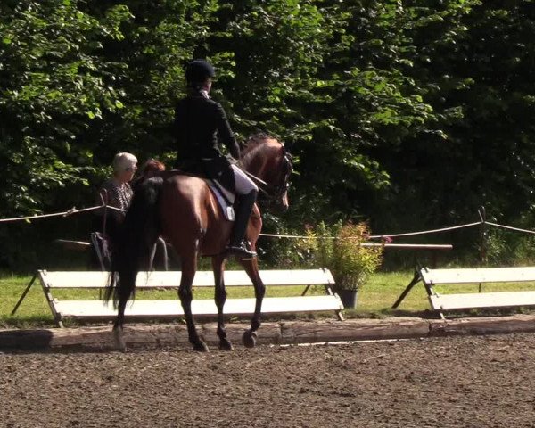 Reitturnier Hanerau-Hademarschen 2019
